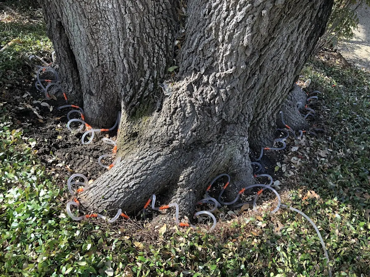Detailed Tree Cabling and Bracing job site in Bellevue